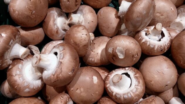 de petits champignons bruns en vrac encore fermés