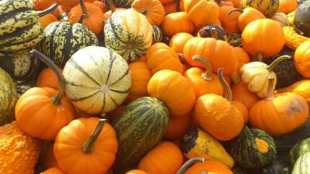 un ensemble de courges oranges et vertes et jaunes