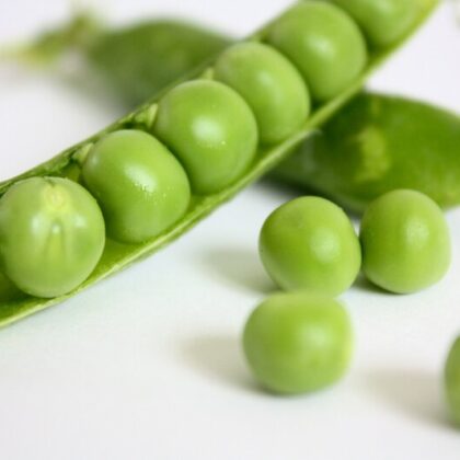 deux gousses de petit pois ouvertes qui laissent les pois brillants apparaître