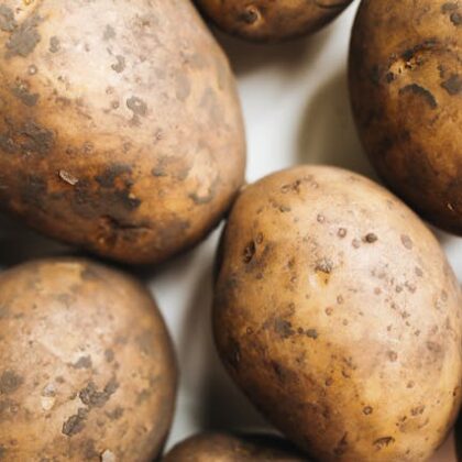 pommes de terres encore terreuse avec peau très fine