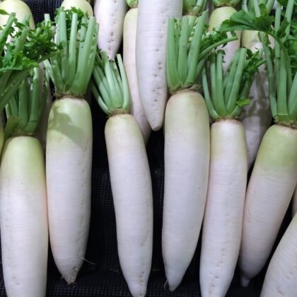 radis daïkon, radis japonais blanc en longueur et doux en bouche