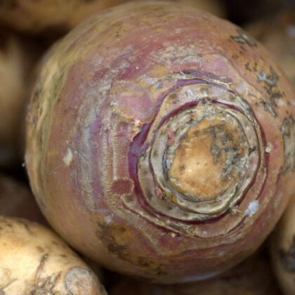 rutabaga en vue serrée, entre jaune et violet