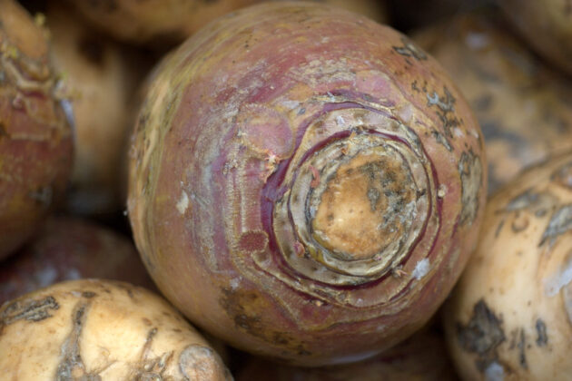 rutabaga en vue serrée, entre jaune et violet