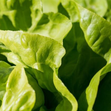 zoom sur des feuilles d'une salade feuille de chêne