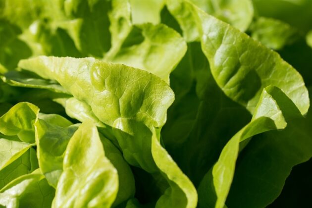 zoom sur des feuilles d'une salade feuille de chêne