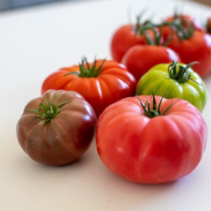 tomates de variétés anciennes, cotelées, vertes, cœur de boeuf