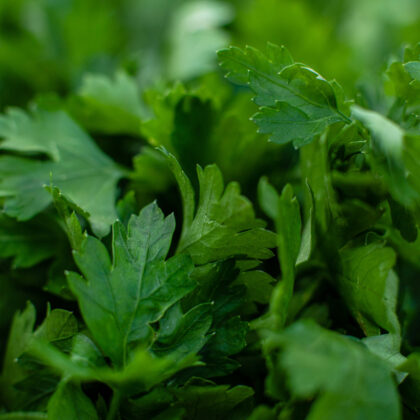 Une vue sur des feuilles de persil frais